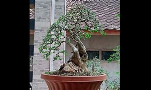 Inspirasi Bonsai Serut Grouping